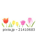 チューリップ 21410683