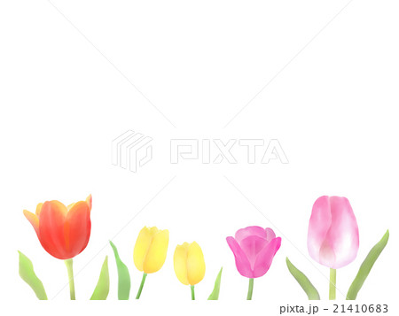 チューリップ 21410683