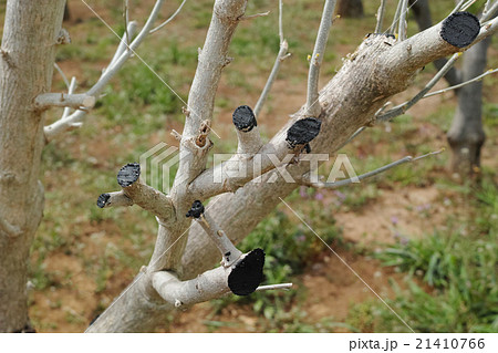 木の枝の切り口に塗られた黒い保護剤 21410766