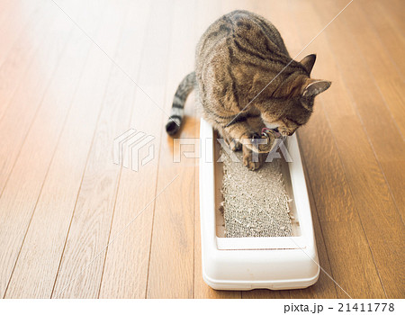 ねこ 21411778