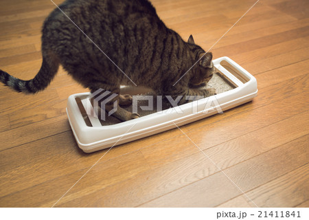 ねこ ねこ 21411841