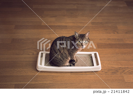 ねこ ねこ 21411842