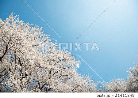 桜 21411849
