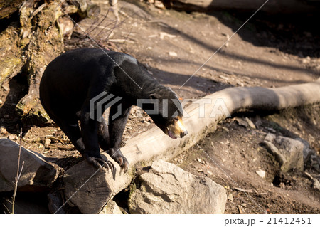 Malaysian bear or Sun bear 21412451