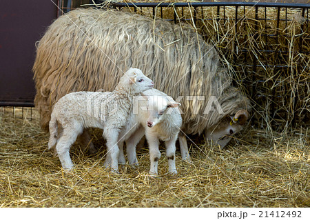 Sheep with lamb on rural farm 21412492