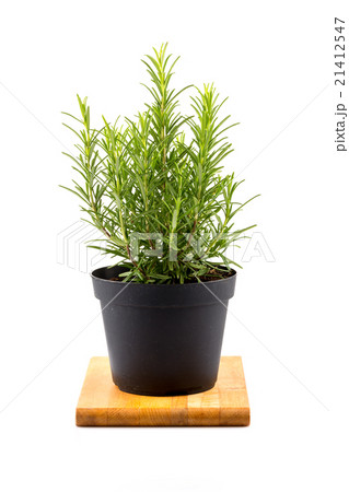 rosemary inside a black pot 21412547