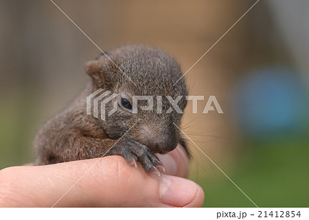 squirrel squirrel 21412854
