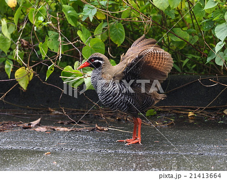 ヤンバルクイナ 21413664