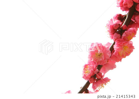 八重咲きの紅梅 21415343