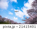 桜の空飛ぶ 21415401