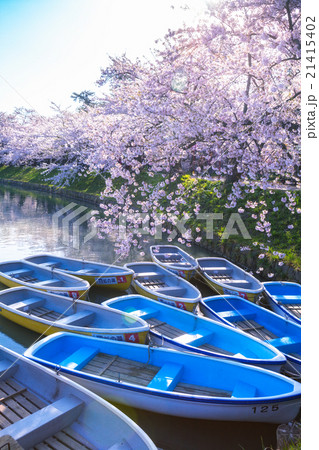 待ちわびる、桜情景。 21415402