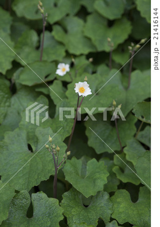 シラユキゲシ シラユキゲシ 21416144