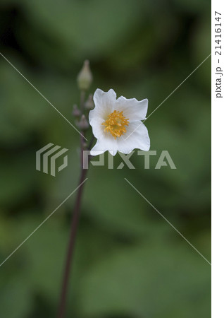 シラユキゲシ 21416147