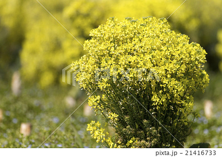 ブロッコリーの花の写真素材