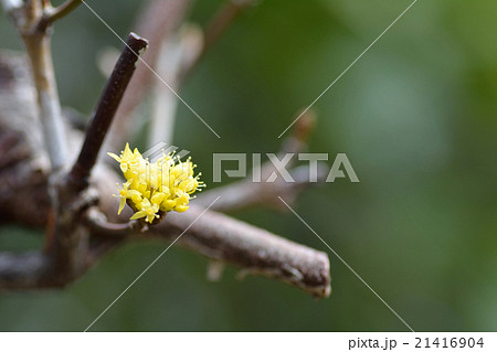 サンシュの花 21416904