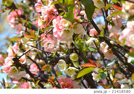 ボケ(木瓜) ボケ(木瓜) 21418580