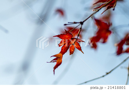 秋 紅葉 秋 紅葉 21418801