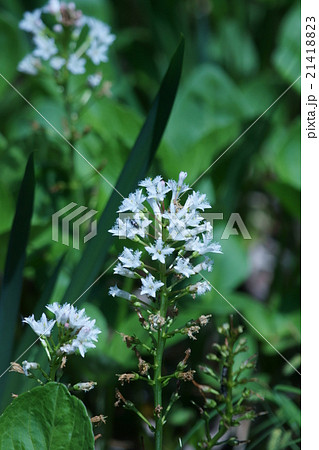 三槲　ミツガシワと申します。 21418823