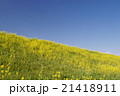 青空と菜の花のじゅうたん 21418911