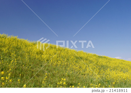 青空と菜の花のじゅうたん 21418911