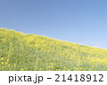 青空と菜の花のじゅうたん 21418912