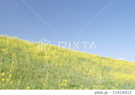 青空と菜の花のじゅうたん 21418912