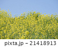 菜の花と青空 21418913