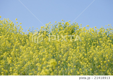 菜の花と青空 21418913