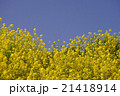 菜の花と青空 21418914