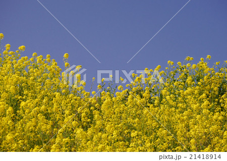菜の花と青空 21418914