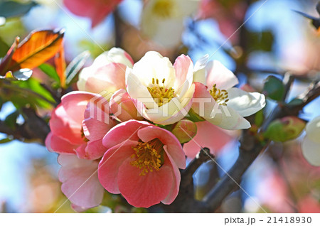 ボケ(木瓜) ボケ(木瓜) 21418930