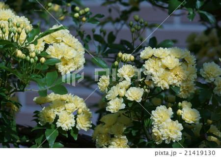 木香薔薇モッコウバラ　　花言葉は「あなたにふわさしい人」 21419130