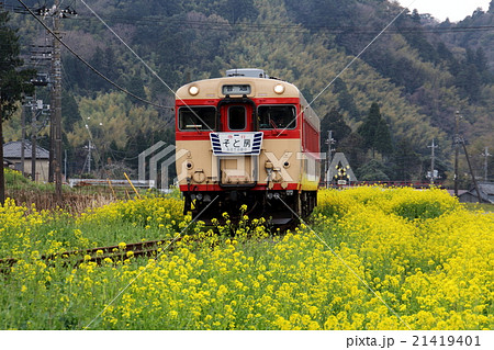 いすみ鉄道 菜の花とキハ28 急行そと房 いすみ鉄道 菜の花とキハ28 急行そと房 21419401