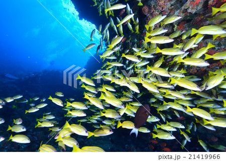 ヨスジフエダイ 21419966