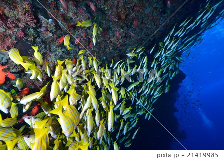 ヨスジフエダイ 21419985