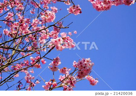 八重桜 八重桜 21420036
