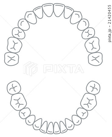 歯 歯並びのイラスト素材 21420455 Pixta