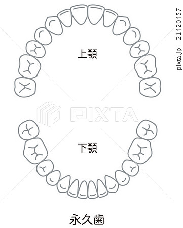 歯 歯並びのイラスト素材