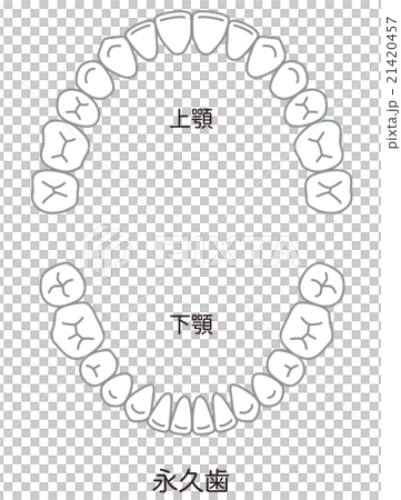 歯 歯並びのイラスト素材