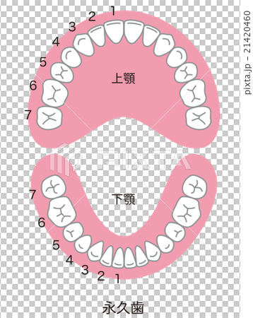 對齊的牙齒數量 21420460