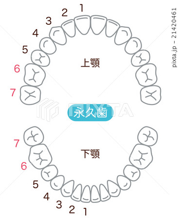 歯　歯並び　本数 21420461