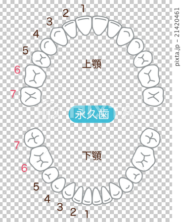 對齊的牙齒數量 對齊的牙齒數量 21420461