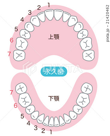 歯 歯並び 本数のイラスト素材