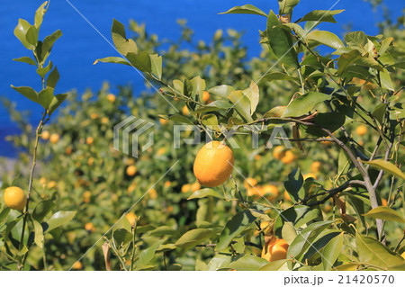 瀬戸内産レモン 瀬戸内産レモン 21420570