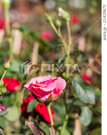 Pink Rose in garden Pink Rose in garden 21420672