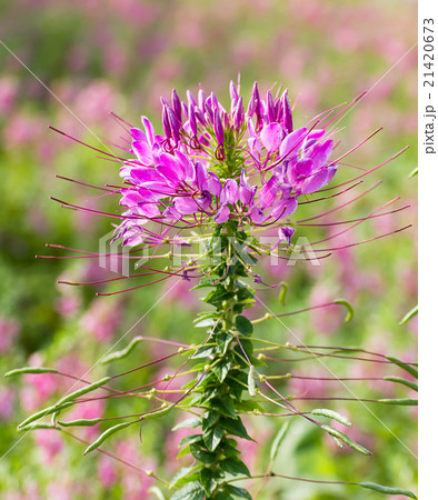 Pink spider flower Pink spider flower 21420673