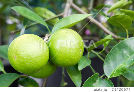 Pomelo fruit 21420674