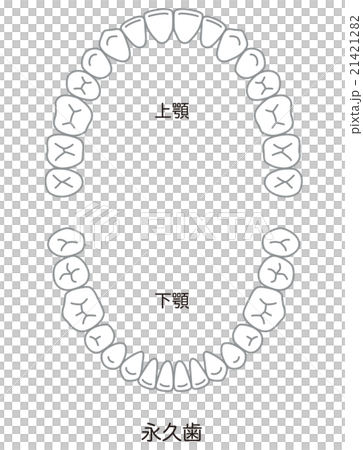 牙齒對齊 牙齒對齊 21421282