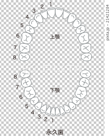 歯　歯並び　本数 21421284