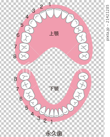 歯　歯並び　本数 21421285